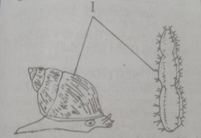 Diagram for this question