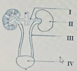 Diagram for this question