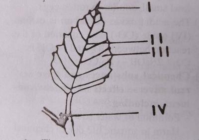 Diagram for this question