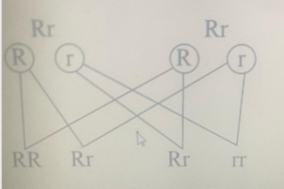 Diagram for this question