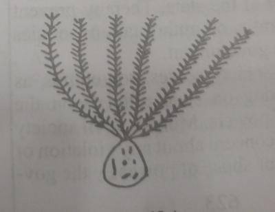 Diagram for this question