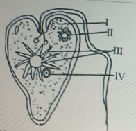 Diagram for this question