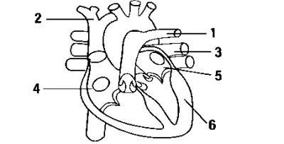 Diagram for this question