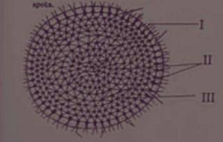 Diagram for this question