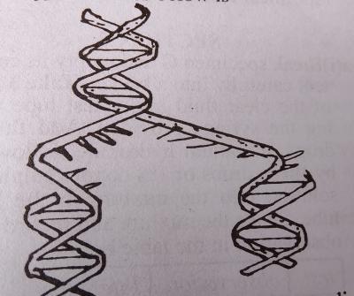 Diagram for this question