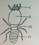 Diagram for this question