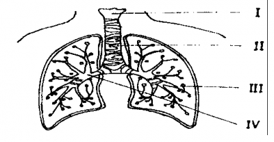 Diagram for this question
