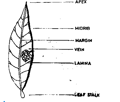 Diagram for this question