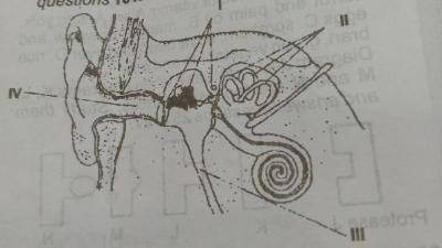 Diagram for this question