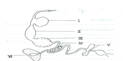 Diagram for this question