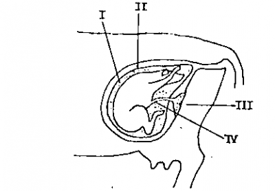 Diagram for this question