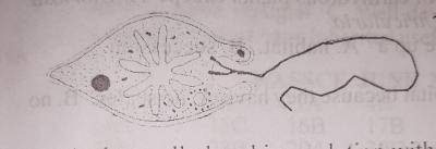 Diagram for this question