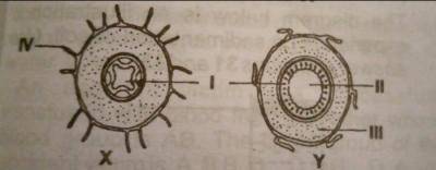 Diagram for this question