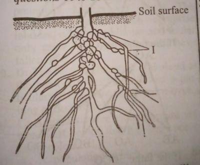 Diagram for this question