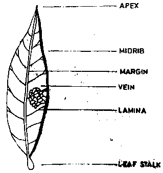 Diagram for this question